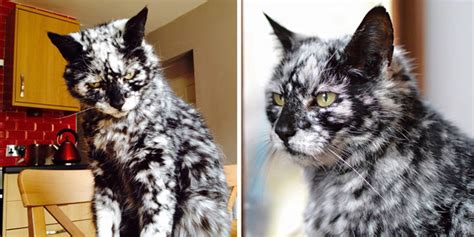 19 Year Old Black Cat Turns Into A Marble Beauty Most Likely Due To A