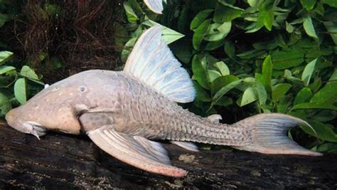 Los peces más raros del mundo de 2017 La Neta Neta
