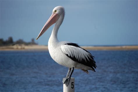 Australian Pelican Free Photo Download Freeimages