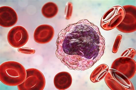 Monocyte Surrounded By Red Blood Cells Stock Photo Download Image Now