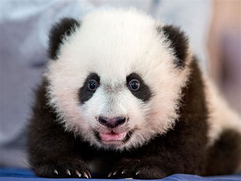 Newest National Zoo Panda Bei Bei Ready For Big Debut Cbs News