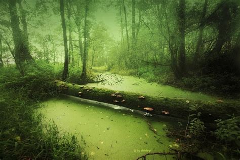 Magic Forest Pond Landscape Beautiful Landscapes Swamp Aesthetic