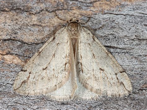 Paleacrita Vernata Spring Cankerworm Moth Flickr