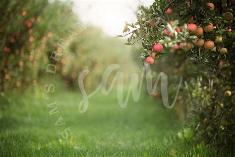 6 Apple Orchard Digital Backdrops Apple Orchard Digital Etsy