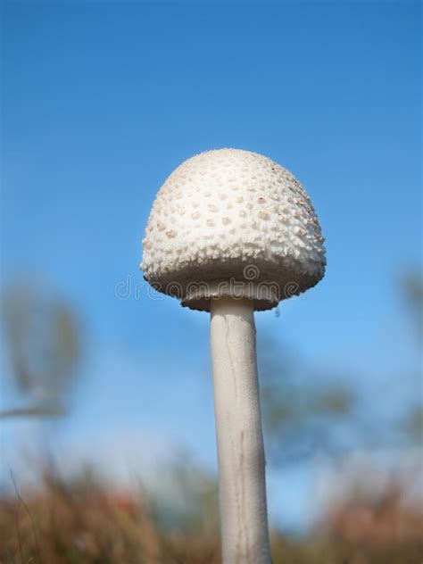 White Field Mushroom Fungi Stock Photo Image Of Growing 31615314