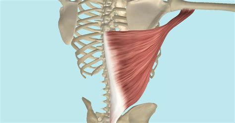 Latissimus Dorsi Is The Muscle Of The Month At In 2021