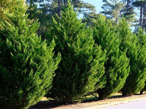 Everything You Need To Know About Leyland Cypress Trees Hedge Trees