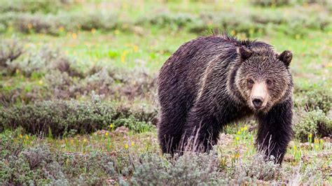 Understanding The Misunderstood Grizzly Bear Jackson Hole Wildlife