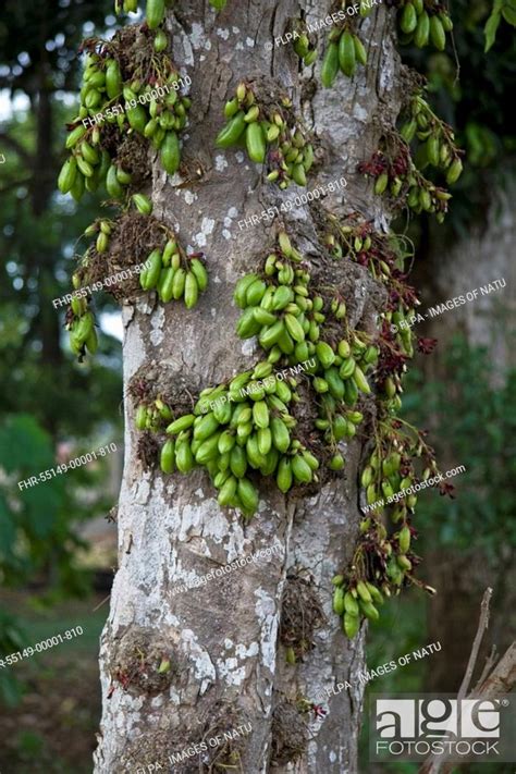 Balimbing Averrhoa Bilimbi Trunk And Fruit Palawan Island Philippines