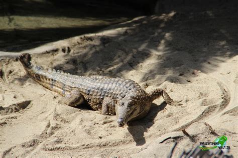 China Alligator San Diego Zoo Freizeitpark Weltde