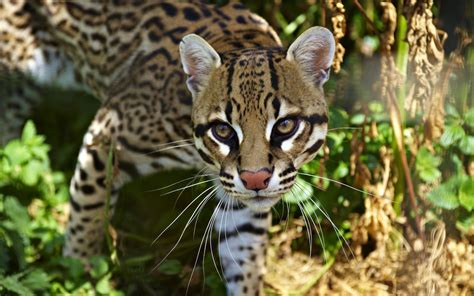 10 Facts About Ocelots Some Interesting Facts