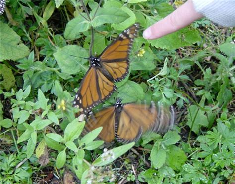 Monarchs Shiver To Warm Their Muscles