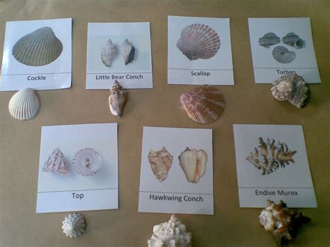 Desert Crafter Sea Shells Free Printable