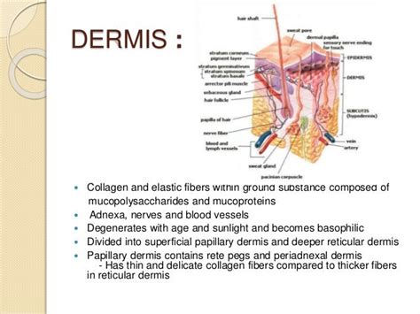 Dermpath Surgical Pathology