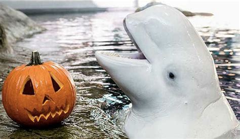 The Scary And Sad Truth About These Beluga Whales Celebrating Halloween