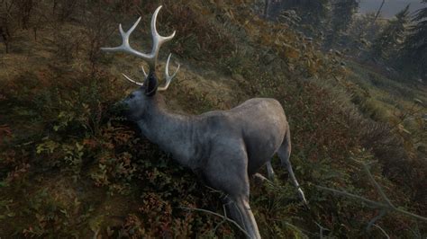 Blacktail Deer Thehunter Call Of The Wild Wiki Fandom Deer