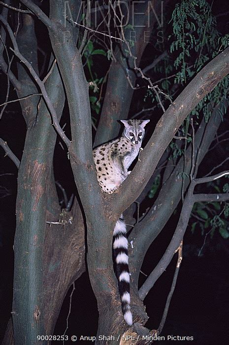 Small Spotted Genet Stock Photo Minden Pictures