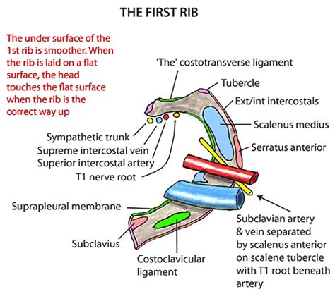 First Rib Dry Bones Shall Rise Again Pinterest Anatomy