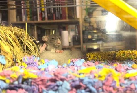 The Best Rat Bedding Options That Are Safe And Comfortable Animallama