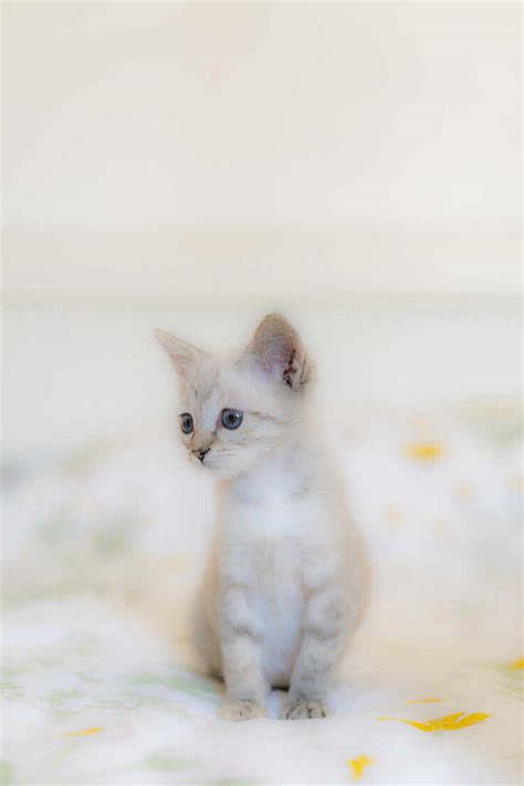 A Picture Of A Cute Kitten Cute Kittens Socutekittens Twitter Find