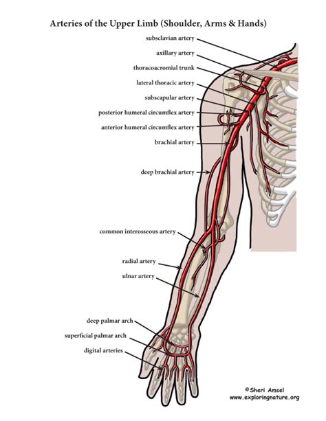 Arteries Of The Upper Limb Arteries Of The Arm Color