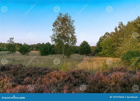 Scenic Panorama Of A German Heather Landscape In Autumn With Purple
