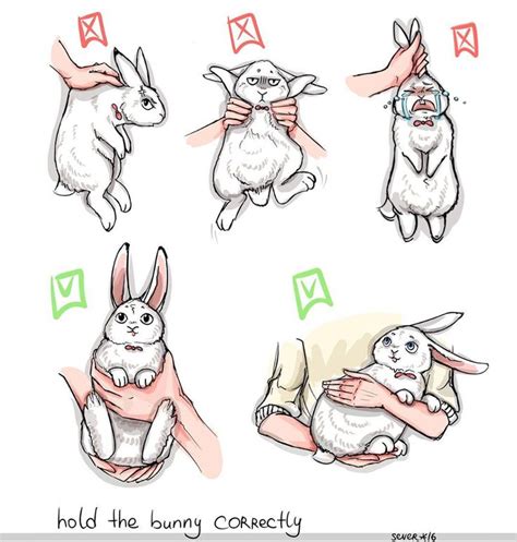 Please Hold The Bunny Correctly Ifttt2hagdct Pet Bunny