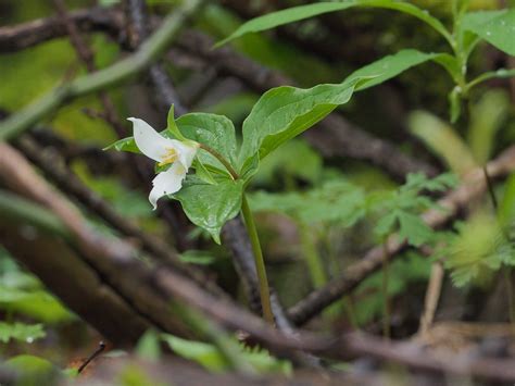 Trillium Olympus Digital Camera Kathryn Milligan Flickr