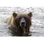 Grizzly Bear Swimming Photograph By Jason O Watson