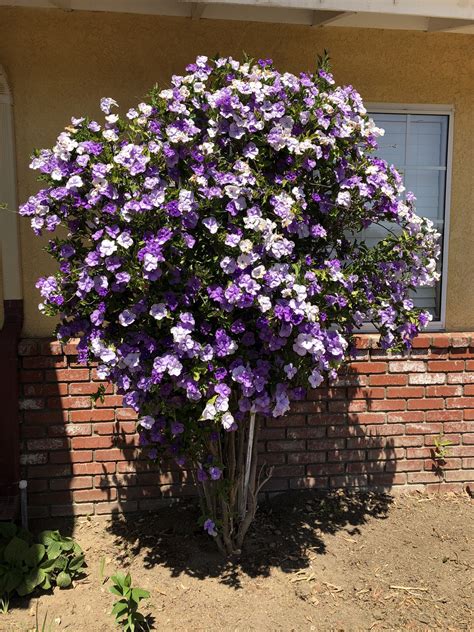 Brunfelsia Pauciflora Purple Lilac Snow White Flower Tree Plant