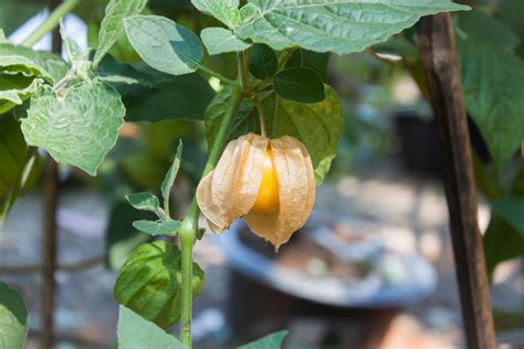 How To Grow Ground Cherries 100s Of Fruits Per Plant