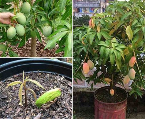 Mango Seed Germination Process Time Temperature Gardening Tips
