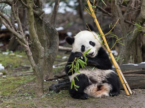 A Young Giant Panda Sitting And Eating Bamboo Photograph By Stefan