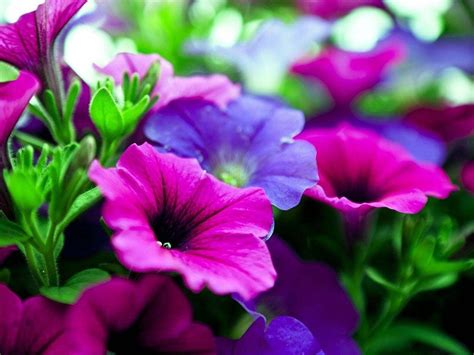 Purple Flowers Wallpapers Wallpaper Cave