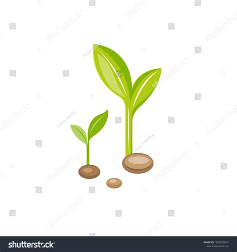 Sprouting Seed Drawing Green Sprout Plant Stock Vector Royalty Free