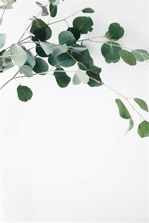 Green Leafed Plant With White Background White Iphone Background Plain