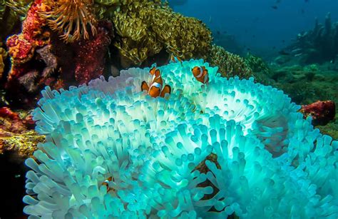8 Simple Ways To Cultivate Coral Reefs