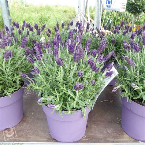 Buy French Lavender Plants Online Lavender Stoechas Anouk Dark Purple