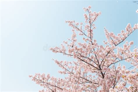 Pink Cherry Blossom Or Sakura Flower With Blue Sky In Spring Season At