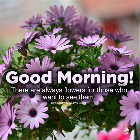 Good Morning Flowers Pictures Quotes Flowers Art Ideas Pages Dev