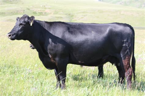 200 Black Angus Cows Montana