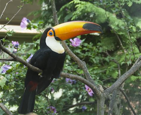 Toucan Animal Wildlife