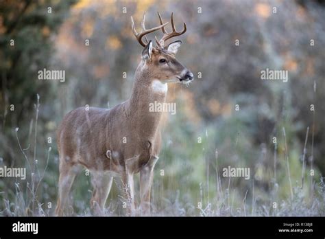 Whitetail Buck High Resolution Stock Photography And Images Alamy