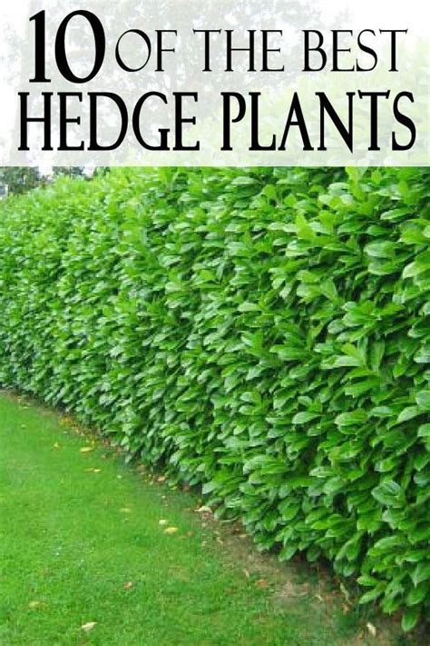 Need A Natural Fence Line Or Garden Edge These Beautiful Hedge Plants