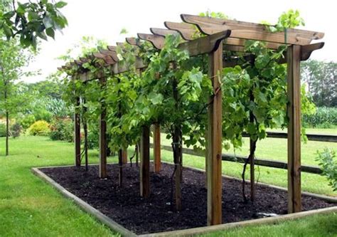 How To Make Wine In Your Backyard Backyard Vineyard Backyard Grape