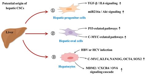 Cancers Free Full Text Targeting Liver Cancer Stem Cells An