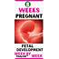 Baby Development In Womb 8 Weeks Pregnant  BabyKidsHQ