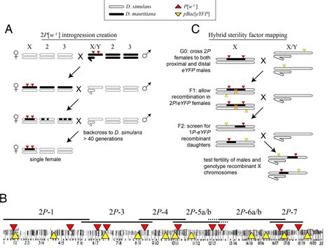 Figures And Data In Gene Flow Mediates The Role Of Sex Chromosome Meiotic Drive During Complex