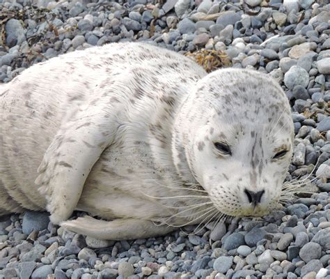 Cactus Lake Daydreams Seal Cub Rescue