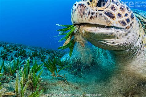 Stock Photo Of Green Sea Turtle Chelonia Mydas Feeding On Turtlegrass